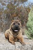 SHAR-PEI 011